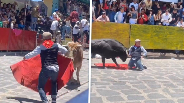 Gruwelijke beelden uit Mexico: Stier krijgt hulp uit onverwachte hoek