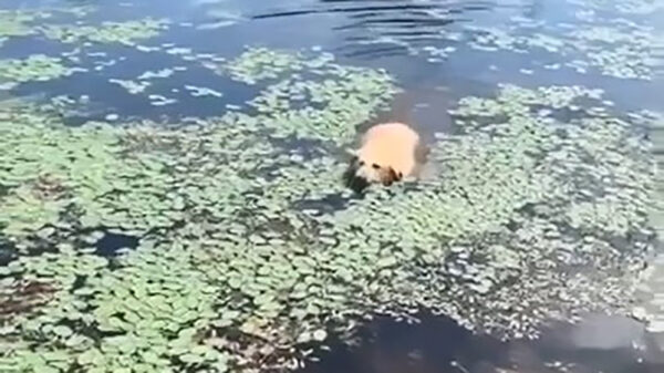 Brutus heeft last van een naar rokershoestje