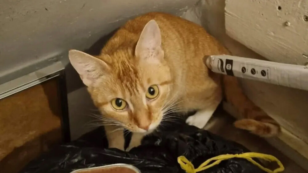 Stelletje dumpt kat in meterkast en gaat rustig 4 weken op vakantie