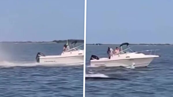 Walvis sterft na aanvaring met boot voor de kust van New Jersey