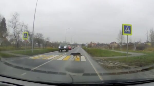Hond weet prima hoe hij een drukke weg moet oversteken