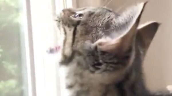 Het gemekker van een kat die een lekker hapje ziet