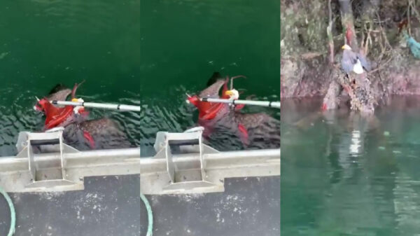 Adelaar heeft iets te grote bek en moet uit tentakels van octopus gered worden