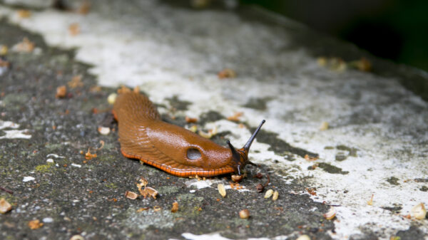 Tips: Zo kom je wél van die allesvretende en smerige naaktslakken af