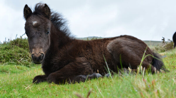 Man die pony acht keer misbruikte is weer vrolijk op vrije voeten