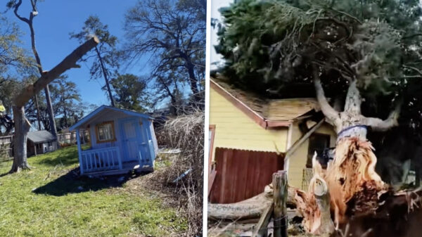 Het keiharde bewijs dat je bomen kappen beter aan professionals kunt overlaten