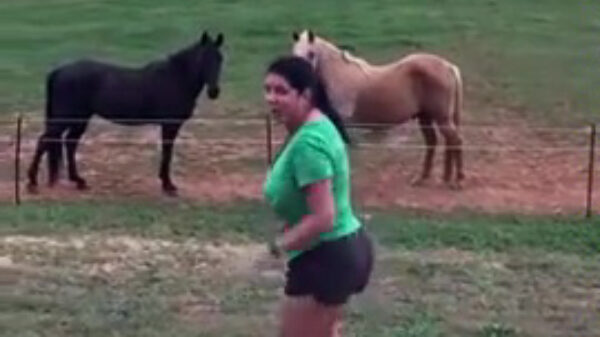 Schrikdraad blijkt ook tegen vrouwen bijzonder effectief