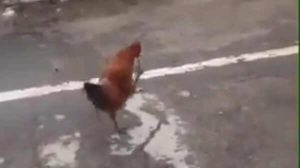 De Duitse haan is terug en nog Duitser dan ooit