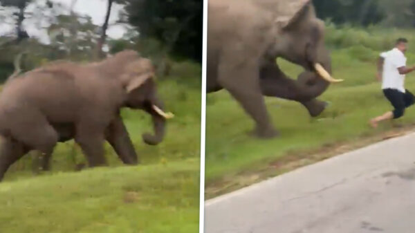 Toerist wil selfie schieten met olifant en wordt bijna het hiernamaals ingetrapt