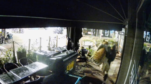 Fatbike-tokkies stelen tijger van €35.000 uit een winkel in Nijmegen