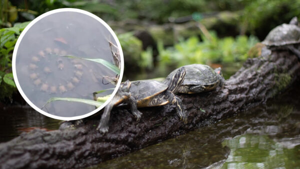 Schildpadden organiseren netwerkborrel die zo op een volwassensite kan