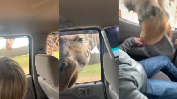 Hoe een giraffe in het safaripark een trauma veroorzaakte