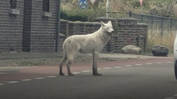 Politie schiet ontsnapte wolfshond dood in Noord-Limburg