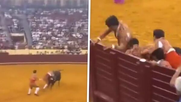 22-jarige Portugese stierenvechter overlijdt na confrontatie met stier in arena Lissabon