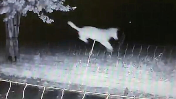 Wolf springt zonder enige moeite over 'wolfwerend' raster in Gelderland