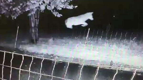 Wolf springt zonder enige moeite over 'wolfwerend' raster in Gelderland