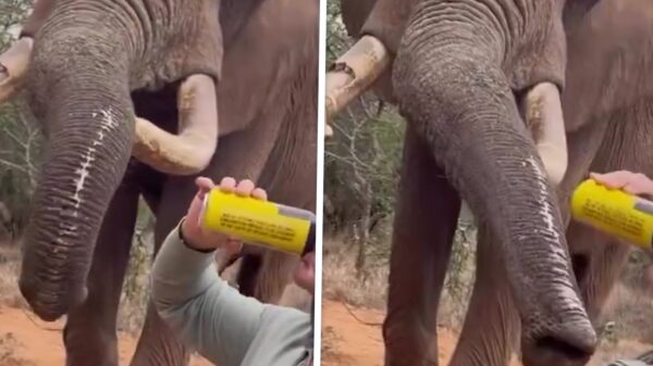 Spanjaard gooit bier in slurf olifant en krijgt internet over zich heen