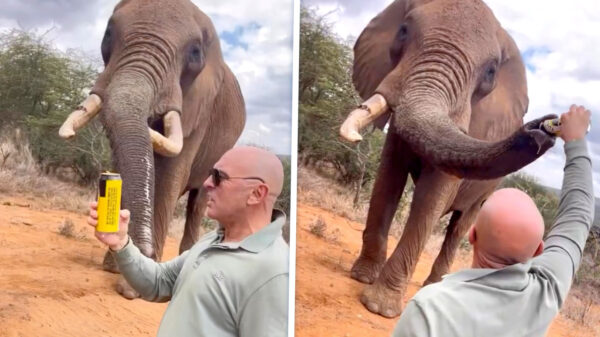 Spanjaard gooit bier in slurf olifant en krijgt internet over zich heen