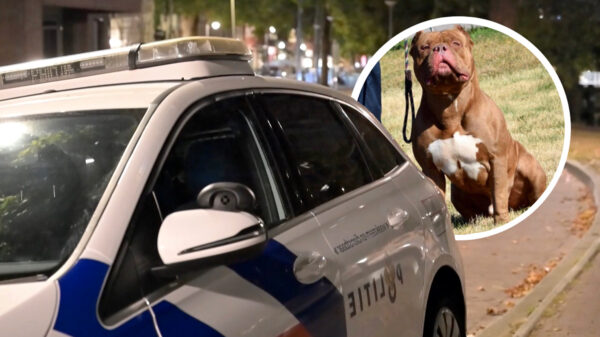 Man overlijdt na aanval van twee American Bully XL-pups in Rotterdam