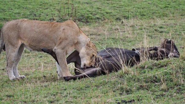 Ook een leeuwin lust best een zacht setje ballen