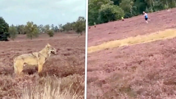 Hond vermist nadat ze werd gegrepen door wolf in Epe: "Rennen Henk!"