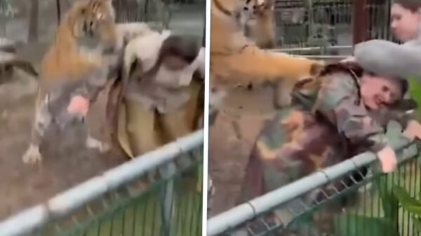 Bezoekers geschokt: Tijger grijpt dierenarts door hek heen in Mexicaanse dierentuin