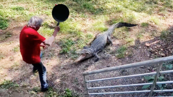 Australische opa gaat geïrriteerde krokodil te lijf met een koekenpan