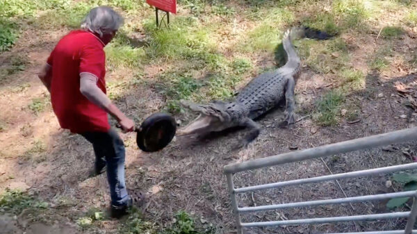 Australische opa gaat geïrriteerde krokodil te lijf met een koekenpan