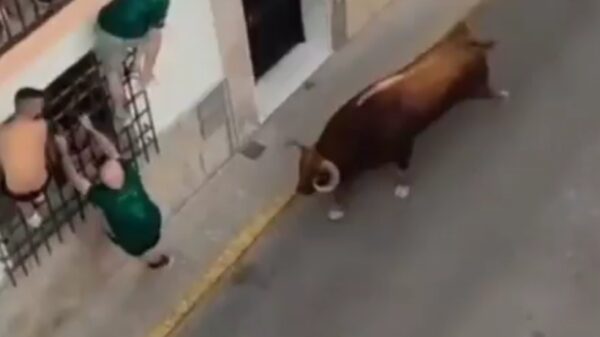 Man (57) dodelijk gespietst door loslopende stier tijdens Spaans festival