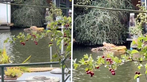 Kijken mag, storen niet: Zeehond duikt op in de Utrechtse grachten