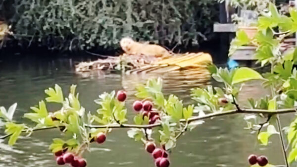 Kijken mag, storen niet: Zeehond duikt op in de Utrechtse grachten