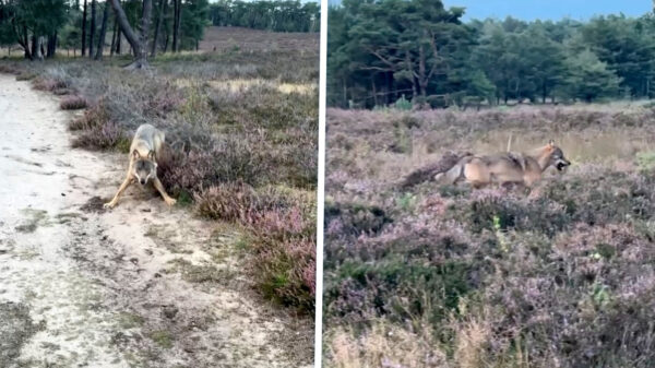 Wolf duikt achter wandelaar met hond op: "Ik keek in zijn gele ogen"