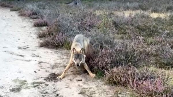 Wolf duikt achter wandelaar met hond op: "Ik keek in zijn gele ogen"