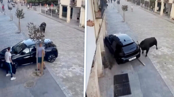 Stier sloopt geparkeerde Peugeot tijdens stierenrennen in Guadalajara
