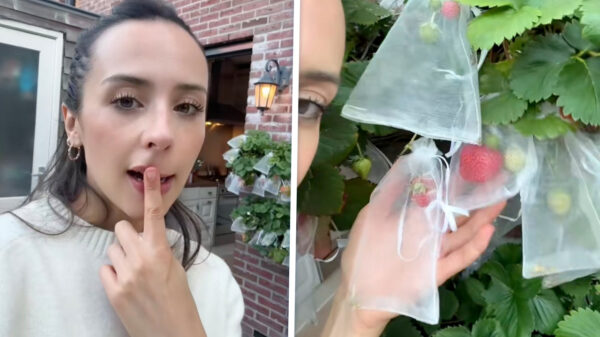 Amerikaanse ontdekt dat groenten en kruiden in je tuin kunnen groeien