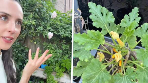 Amerikaanse ontdekt dat groenten en kruiden in je tuin kunnen groeien