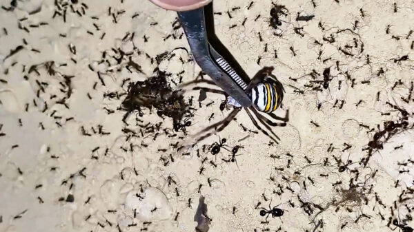 Hulpeloze wespspin moet het opnemen tegen een leger agressieve mieren