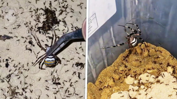 Hulpeloze wespspin moet het opnemen tegen een leger agressieve mieren