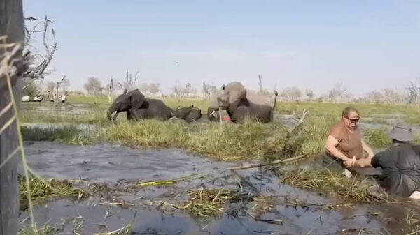Bloedlinke olifant is er klaar mee en ramt kano met toeristen in Botswana