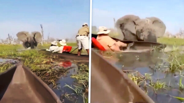 Bloedlinke olifant is er klaar mee en ramt kano met toeristen in Botswana