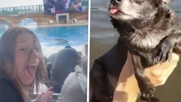 Nutteloos maar verslavend: We hebben een verse lading Coubs binnengeharkt