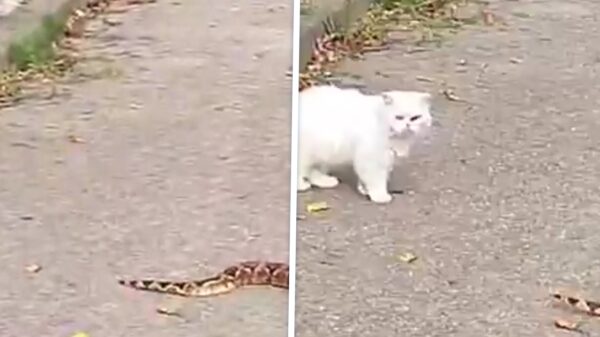 Kat staat oog in oog met ontsnapte wurgslang in Barendrechtse straat