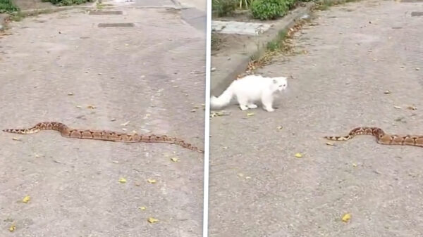 Kat staat oog in oog met ontsnapte wurgslang in Barendrechtse straat
