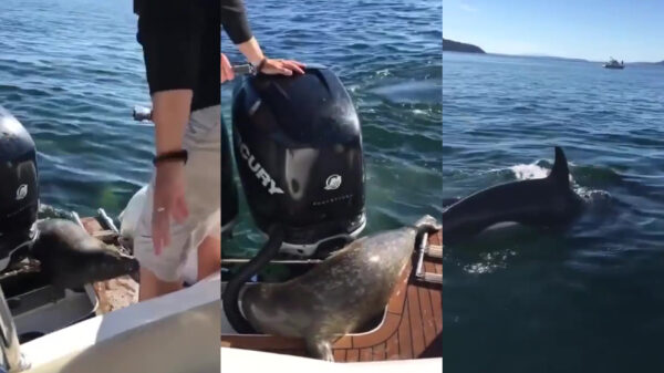 Hey hooman, mag ik even bij jou schuilen?