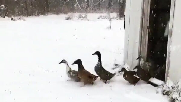 Flikker maar op, veel te koud gek