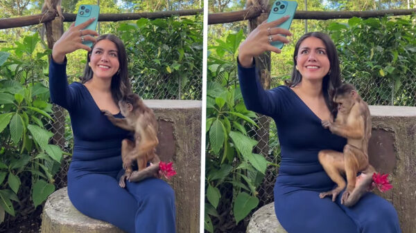 Brutaal aapje gaat op ontdekkingstocht en trekt verrassing uit bh