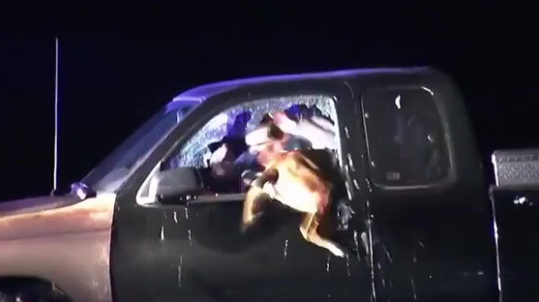 Zo lang duurt het voordat een politiehond bij je in de auto zit