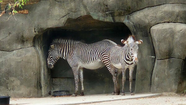 Verraderlijke plaatjes die je brein even volledig in de war schoppen