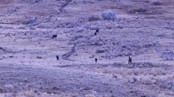 Idioot daagt roedel wolven uit in Yellowstone, overleeft het wonderbaarlijk