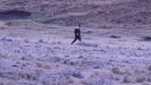 Idioot daagt roedel wolven uit in Yellowstone, overleeft het wonderbaarlijk